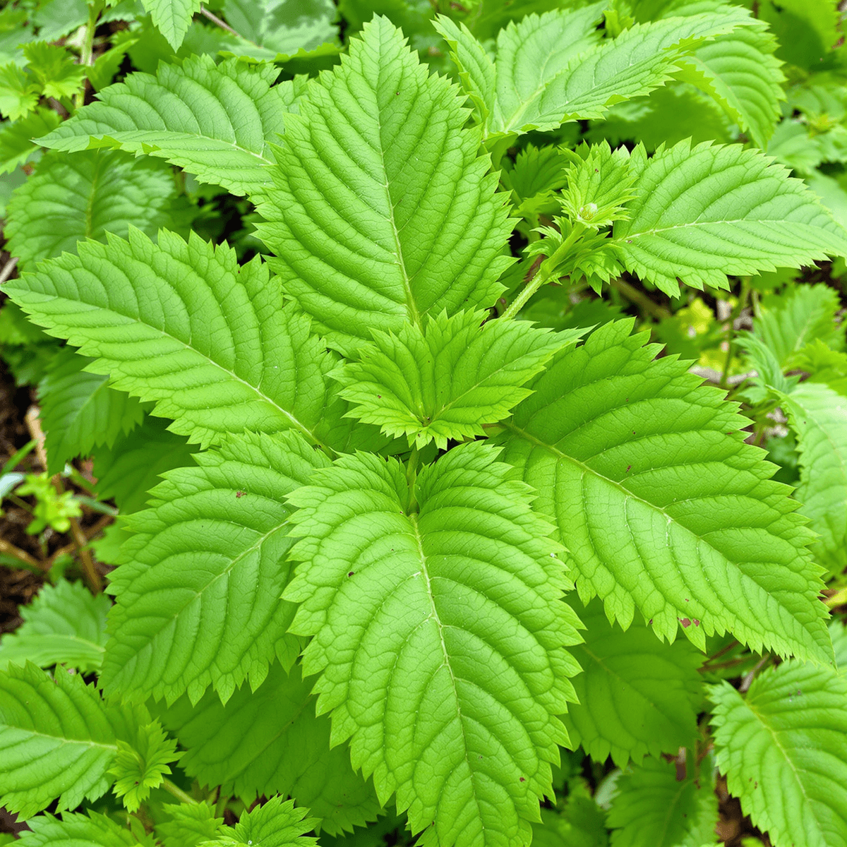 Close-up of fresh green stinging nettle leaves with tiny hairs, showcasing the plant's texture in a natural outdoor setting.