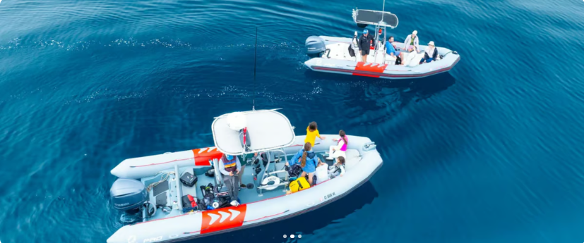 Pelagic Offshore Wildlife Expedition