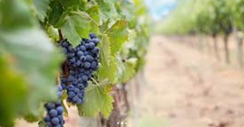 Austin's Salt Lick and Winery Shuttle