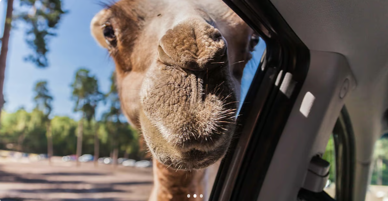 Franklin Drive Thru Safari