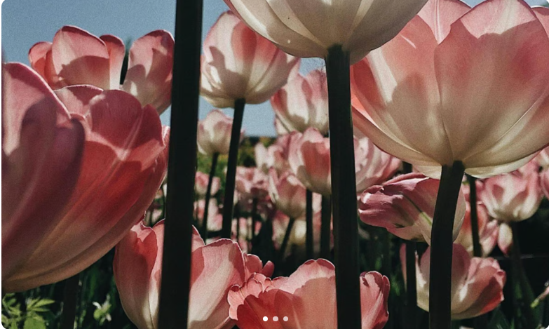 Tulip Festival & Baby Animal Days