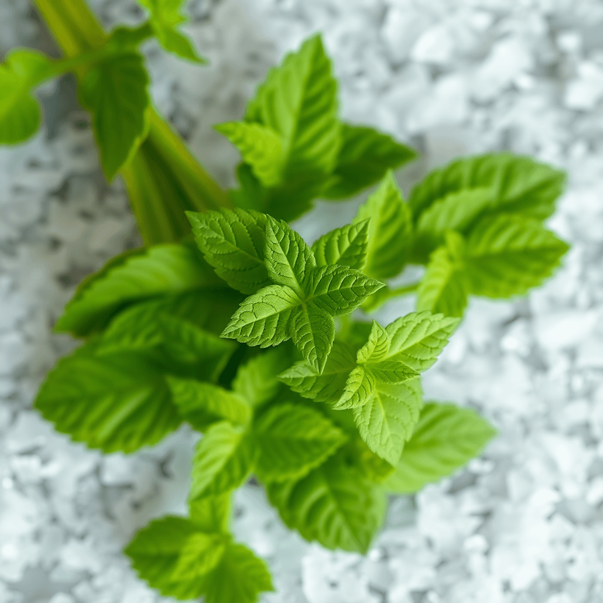 Fresh green stevia leaves in the foreground with a soft backdrop of sugar crystals, illustrating the contrast between natural sweetness and traditional sugar.