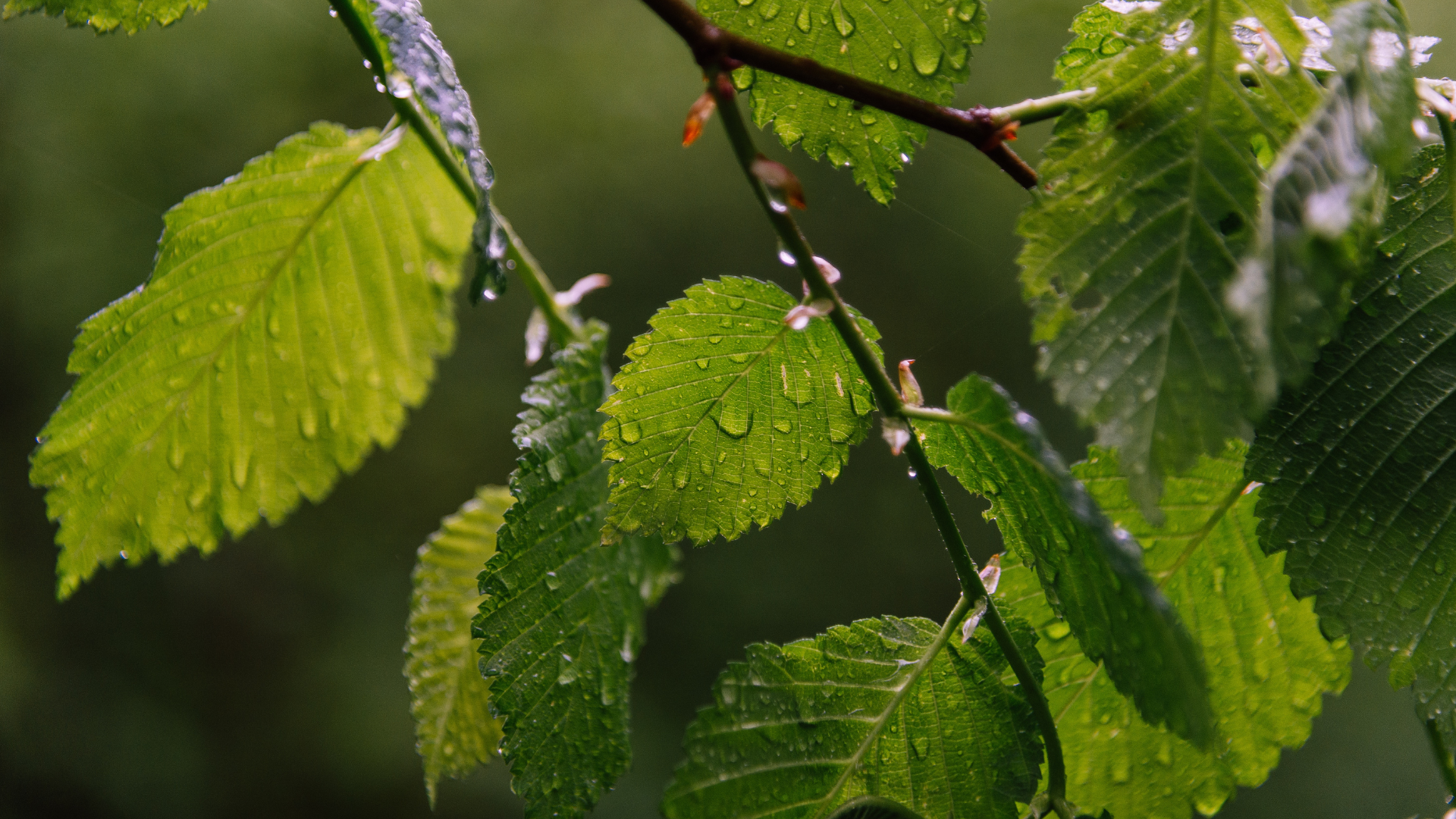 inhibiteurs naturels