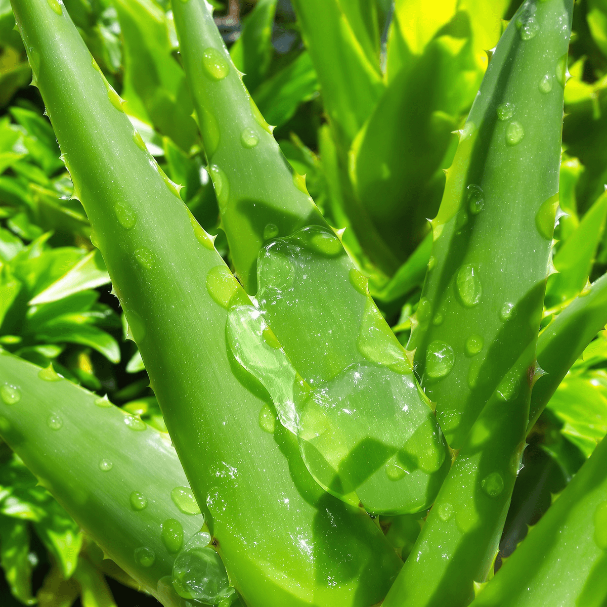 Close-up of fresh aloe vera leaves with clear gel, bathed in sunlight and surrounded by soft green foliage, symbolizing healing and natural wellness.