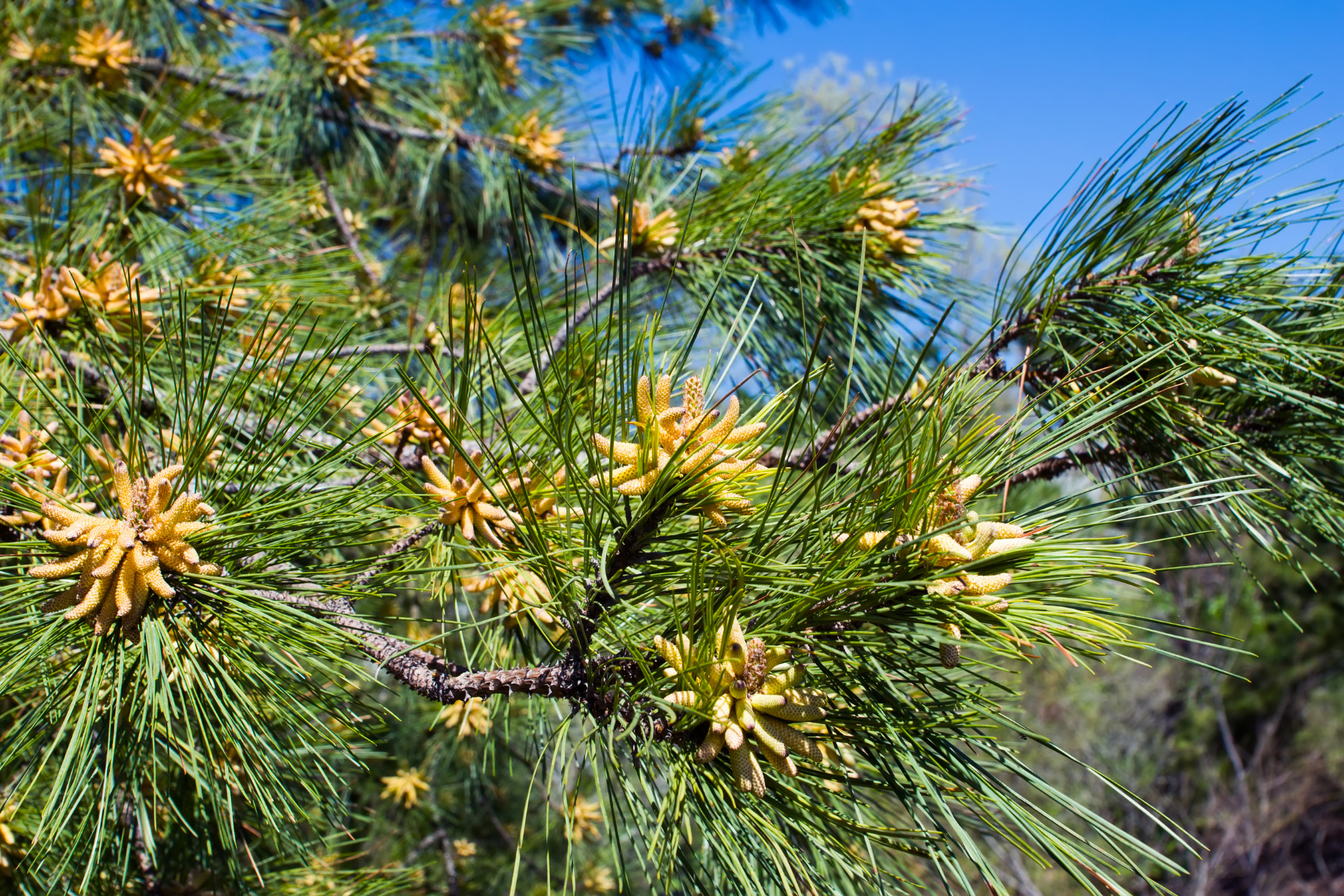 Pinepollen - Pinus Massoniana - Pinepower