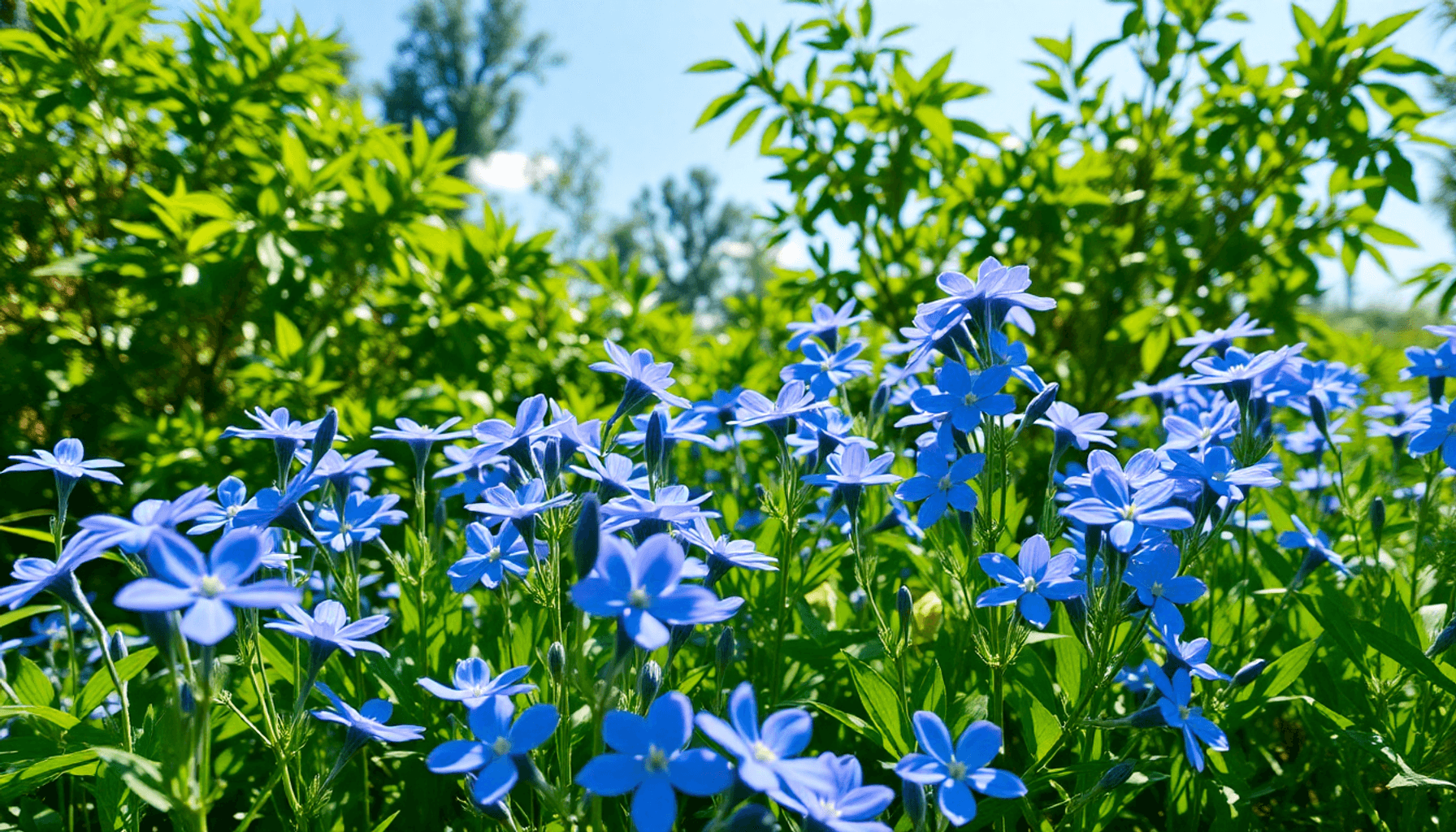 Les 30 plus belles fleurs bleues pour un jardin apaisant Image de l’article