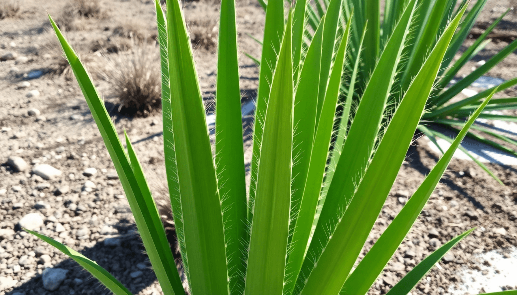 Plante de yucca au soleil avec des feuilles vertes épineuses et des filaments blancs