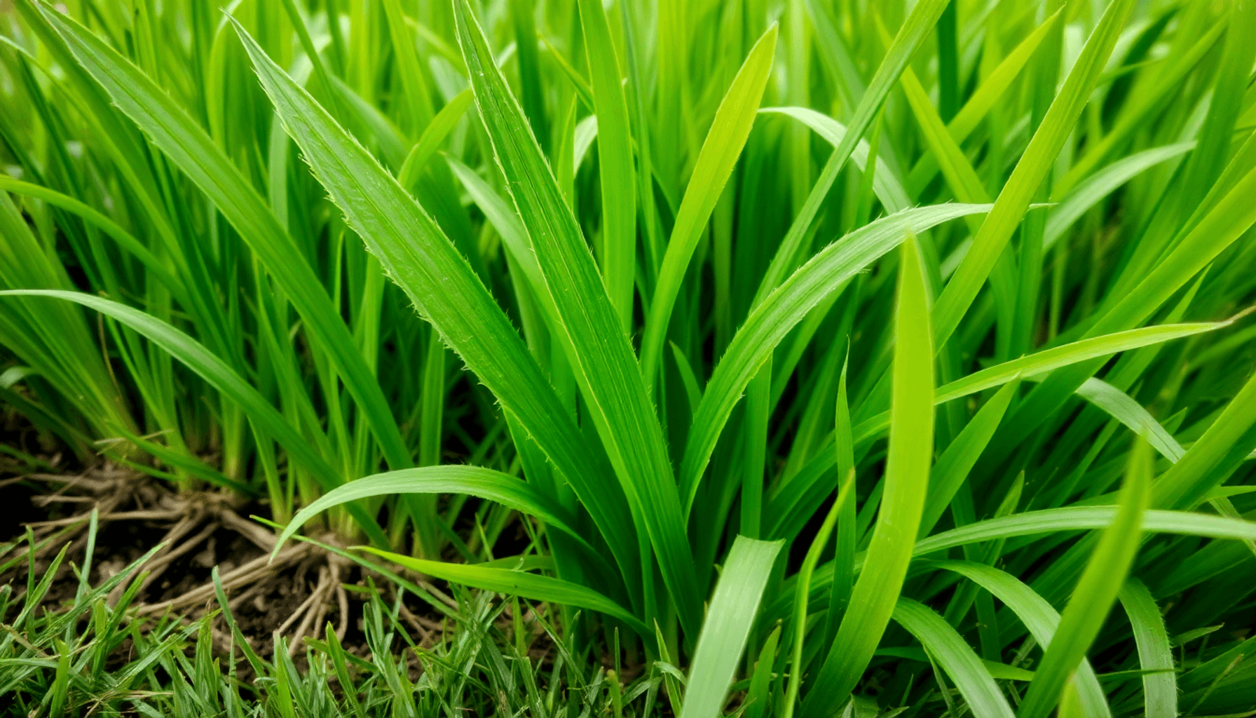 Gros plan sur une pelouse verte avec des feuilles de gazon couchées, rugueuses et duveteuses